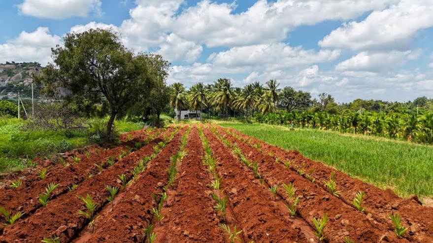 Tumkur Fields Thrive: JalTara Boosts Crop Yields in Karnataka