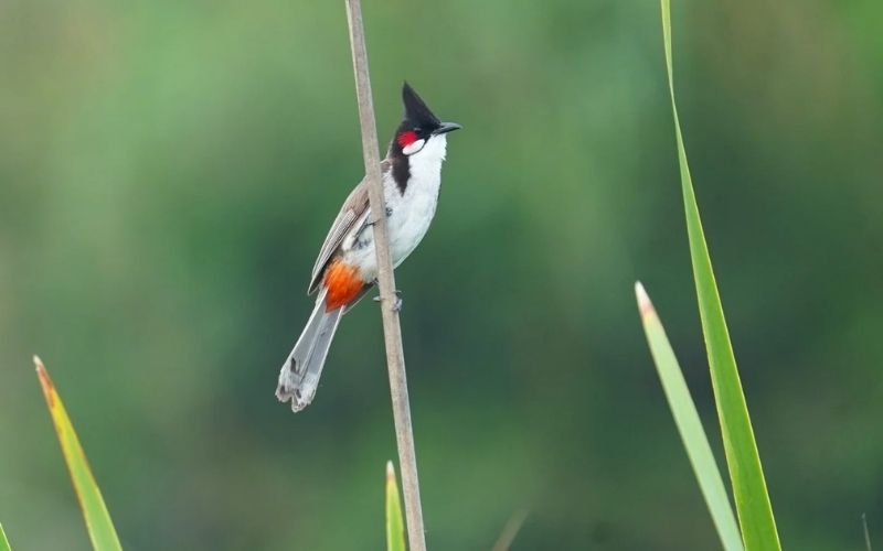 Bulbul