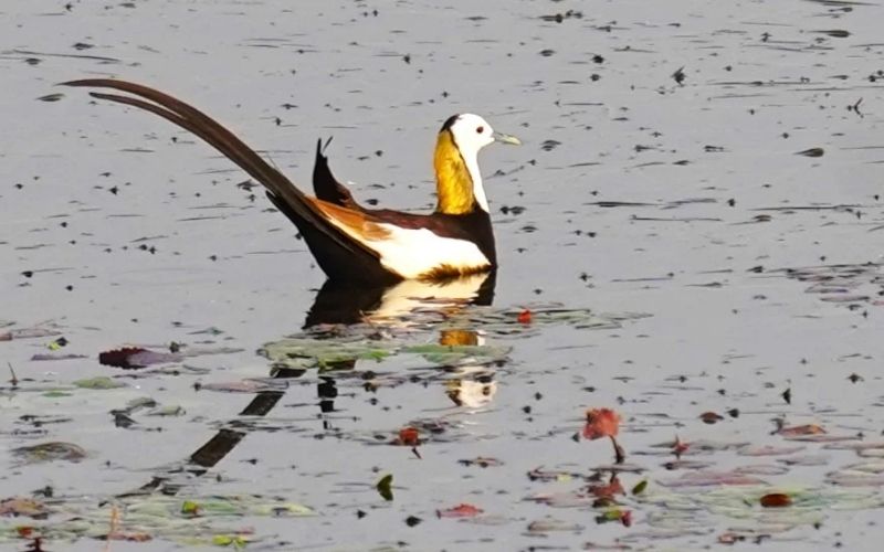 Jacana
