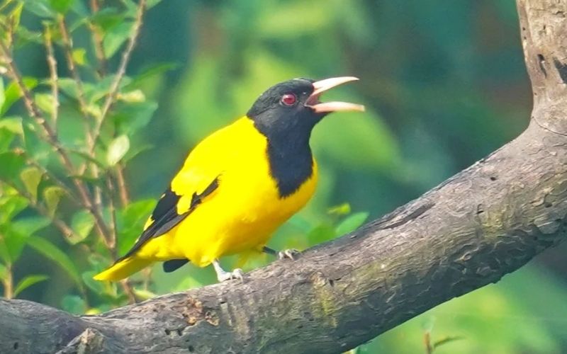 Oriole