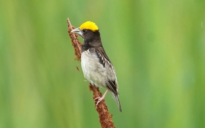 Weaver