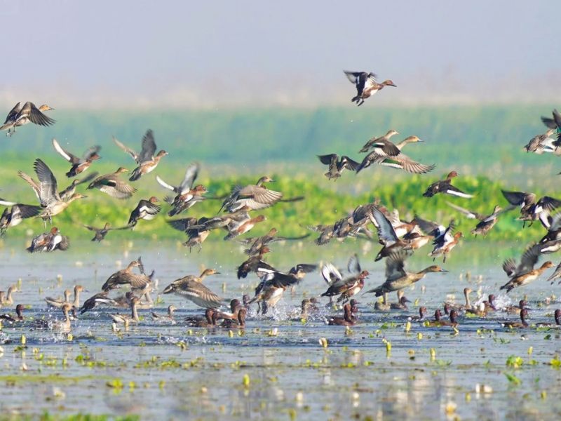 Haiderpur Wetland landscape with birds