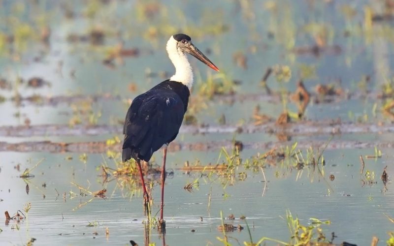 Woolly-necked Stork
